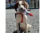 Adopt Lucy a Tricolor (Tan/Brown & Black & White) Hound (Unknown Type) / Beagle
