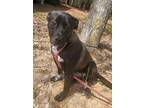 Adopt Olivia a Black Mixed Breed (Medium) / Mixed dog in Reidsville