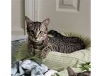 Adopt Jamie a Domestic Shorthair / Mixed (short coat) cat in Fenton