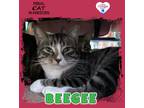 Adopt BeeGee a Domestic Mediumhair / Mixed (short coat) cat in Kingman