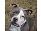 Adopt Sophie a White American Pit Bull Terrier / Mixed Breed (Medium) / Mixed
