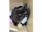 Adopt Treezy a Gray or Blue Domestic Longhair / Domestic Shorthair / Mixed cat