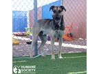 Adopt HARLEY a Black - with Tan, Yellow or Fawn Shepherd (Unknown Type) / Mixed