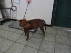 Adopt Heatherly a Brown/Chocolate Pit Bull Terrier dog in Weatherford