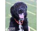 Adopt STRAWBERRY a Black - with White Terrier (Unknown Type