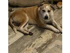 Adopt Berkley a White - with Tan, Yellow or Fawn Cattle Dog / Catahoula Leopard