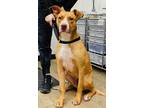 Adopt Nyx a Tan/Yellow/Fawn Mixed Breed (Large) / Mixed dog in Covington