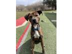 Adopt Oakley a Brindle - with White Mixed Breed (Medium) / Mixed dog in Hornell