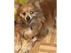 Adopt Tink a Red/Golden/Orange/Chestnut Pomeranian / Mixed dog in Painted Post