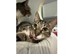 Adopt Alley a Brown Tabby Domestic Shorthair / Mixed Breed (Medium) / Mixed