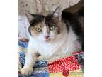 Adopt Callie a Calico or Dilute Calico Calico (short coat) cat in St.