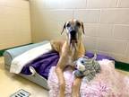Adopt Prada a Tan/Yellow/Fawn Great Dane / Mixed dog in Indianapolis