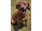 Adopt Abby a Brindle Pug / Hound (Unknown Type) / Mixed dog in Hagerstown