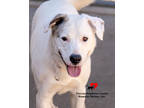 Adopt Mitzi a White Great Pyrenees / Mixed dog in Toccoa, GA (37325639)