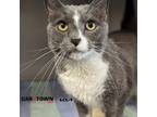 Adopt Mini a Domestic Shorthair / Mixed cat in Lexington, KY (41130765)