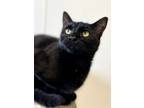 Adopt Carmen a All Black Domestic Shorthair / Domestic Shorthair / Mixed cat in
