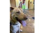 Adopt Tarzan a Brindle Terrier (Unknown Type, Medium) / Mixed Breed (Medium) /