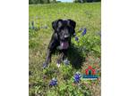 Adopt Violet a Great Dane / Mixed dog in Bullard, TX (40967826)