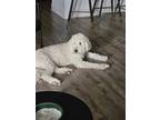 Adopt Nova a White - with Tan, Yellow or Fawn Goldendoodle / Mixed dog in