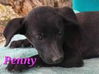 Adopt Penny a Black Mixed Breed (Medium) / Mixed dog in Calexico, CA (41130404)