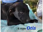 Adopt Otis a Black - with White Mixed Breed (Medium) / Mixed dog in Calexico