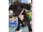 Adopt Rudy a Black - with White Mixed Breed (Medium) / Mixed dog in Calexico