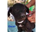 Adopt Oscar a Black - with White Mixed Breed (Medium) / Mixed dog in Calexico