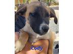 Adopt Cody a Black - with Tan, Yellow or Fawn Shepherd (Unknown Type) / Mixed