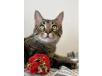 Adopt Rudy a Brown or Chocolate Domestic Shorthair / Domestic Shorthair / Mixed