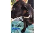 Adopt Buster a Black Mixed Breed (Medium) / Mixed dog in Calexico, CA (41130356)