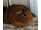 Adopt SANDY a Brown or Chocolate Guinea Pig / Guinea Pig / Mixed small animal in