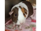 Adopt CHRISTMAS a Tan or Beige Guinea Pig / Mixed small animal in Slinger