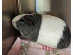 Adopt JINGLES a Silver or Gray Guinea Pig / Mixed small animal in Slinger