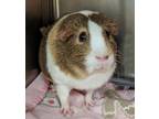 Adopt MAZZLE a Tan or Beige Guinea Pig / Mixed small animal in Slinger
