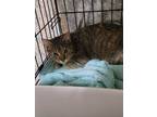 Adopt Birch a Domestic Shorthair / Mixed (short coat) cat in Ridgely