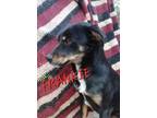 Adopt Frankie a Black - with Brown, Red, Golden, Orange or Chestnut Mixed Breed