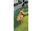 Adopt Mia a Brown/Chocolate - with Black German Shepherd Dog / Cattle Dog dog in