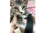 Adopt Teddy a Tan or Fawn Tabby Domestic Shorthair (short coat) cat in NPB
