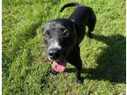 Adopt Maine a Black Labrador Retriever / Mixed Breed (Medium) / Mixed (short