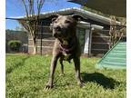 Adopt Firefly a Black American Pit Bull Terrier / Mixed Breed (Medium) / Mixed
