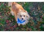 Adopt Cookie a Tan/Yellow/Fawn Pomeranian / Mixed Breed (Medium) / Mixed (short