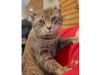 Adopt Beefcake Jackson a Domestic Shorthair / Mixed (short coat) cat in El