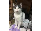 Adopt Casper a Gray or Blue (Mostly) Domestic Shorthair / Mixed (short coat) cat