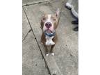 Adopt Apollo a Red/Golden/Orange/Chestnut - with White American Pit Bull Terrier