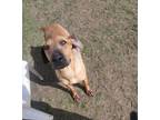 Adopt Roxanne a Tan/Yellow/Fawn - with Black Shar Pei / Hound (Unknown Type) /