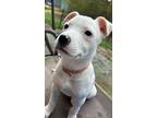 Adopt Blair a White Terrier (Unknown Type, Medium) / Mixed dog in Flanders