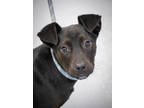 Adopt Eddy a Black Mixed Breed (Medium) / Mixed dog in Greenwood, SC (40938368)