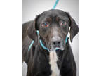 Adopt Baylor a Black Mixed Breed (Large) / Mixed dog in Greenwood, SC (40843534)