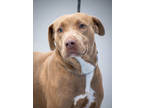 Adopt Caramel a Tan/Yellow/Fawn Mixed Breed (Medium) / Mixed dog in Greenwood
