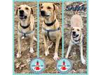 Adopt Saba a Tan/Yellow/Fawn Labrador Retriever / Mixed dog in St.